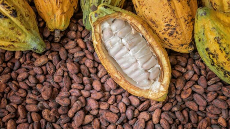 Nigeria, three African producers seek united front on cocoa value addition Nigeria, three African producers seek united front on cocoa value addition