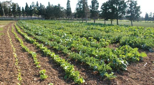 Waiting for an African agricultural revolution: Africa’s farmers are not the problem. The system around them is Waiting for an African agricultural revolution: Africa’s farmers are not the problem. The system around them is