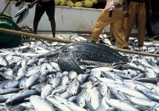 Nigeria Imports 2m Tonnes of Fish Annually Nigeria Imports 2m Tonnes of Fish Annually